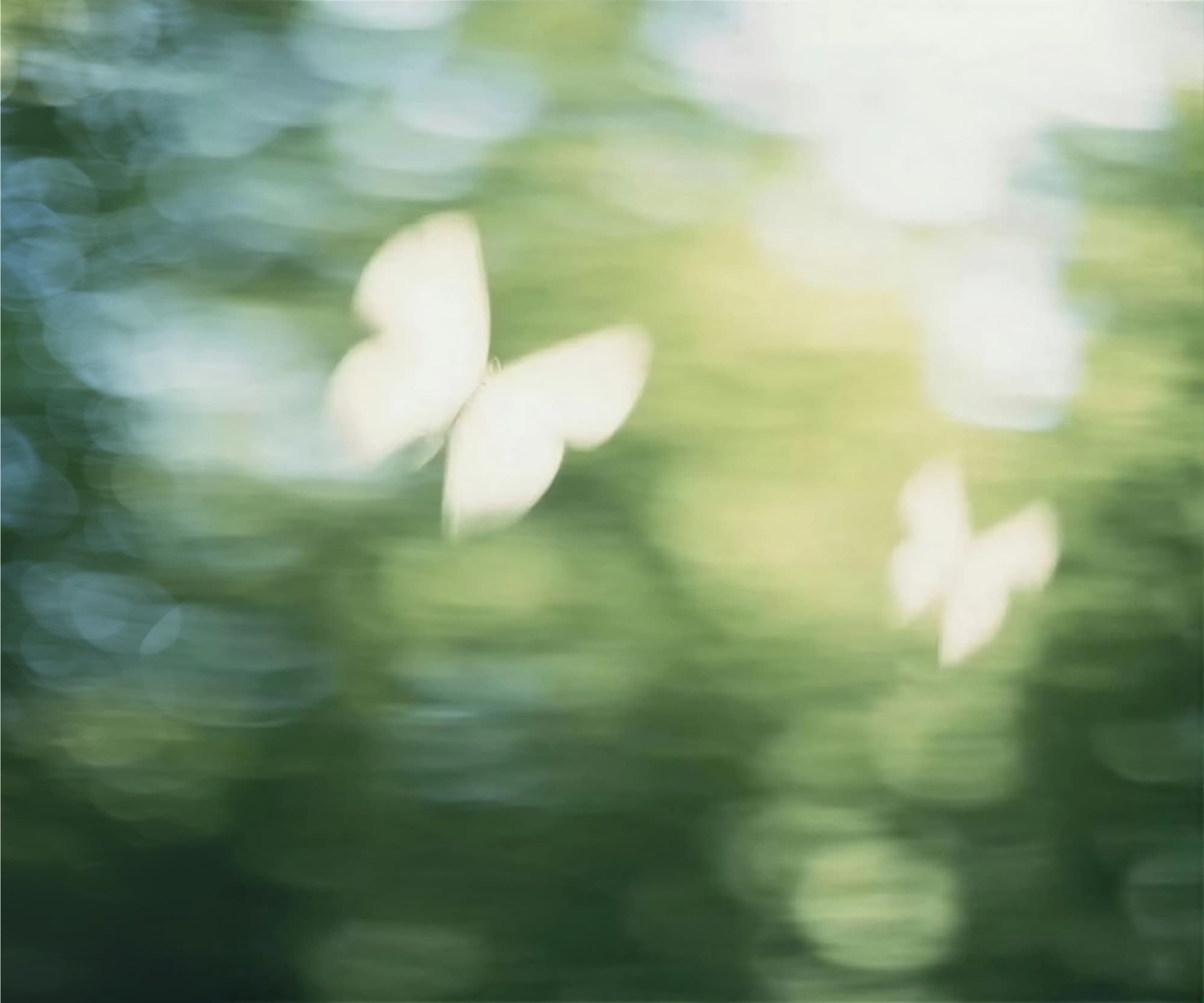 Two pale butterflies against softly blurred green foliage and sunlight